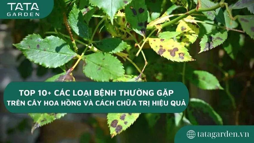 Top 10+ các loại bệnh thường gặp trên cây hoa hồng và cách chữa trị hiệu quả