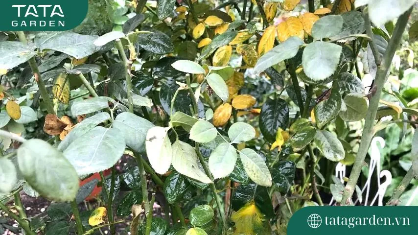 Cây hoa hồng bị bệnh vàng lá