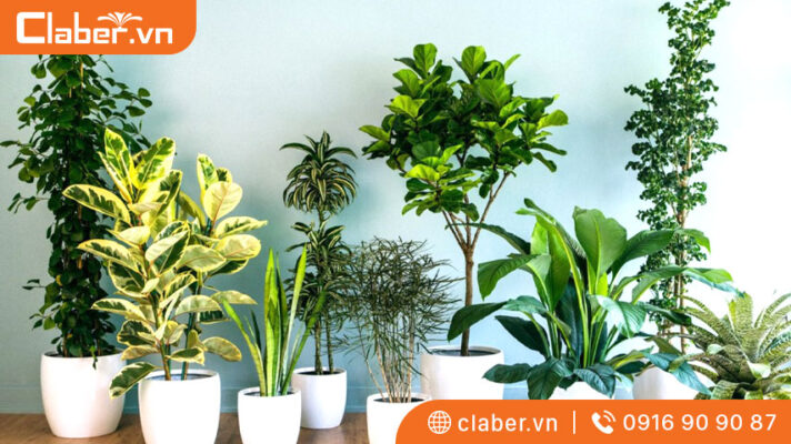 cây trong nhà