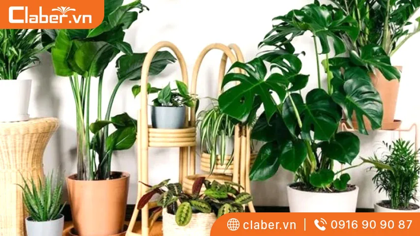 Chọn cây cảnh trong nhà theo Tuổi Ngọ