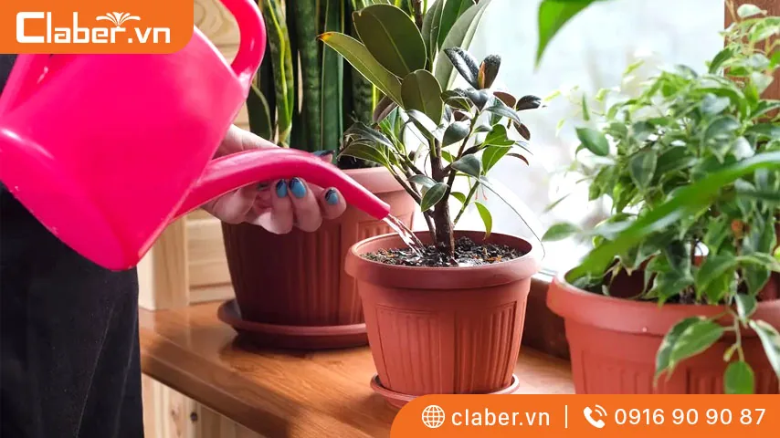 Cây cảnh trong nhà có những đặc điểm gì