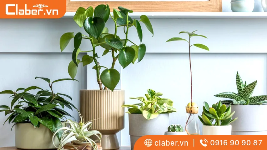 Cây trồng trong nhà có tác dụng thanh lọc không khí