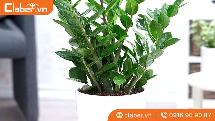 cây trồng trong nhà