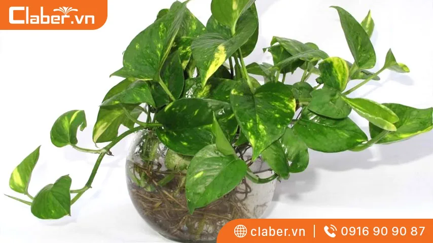 các loại cây trồng trong nhà