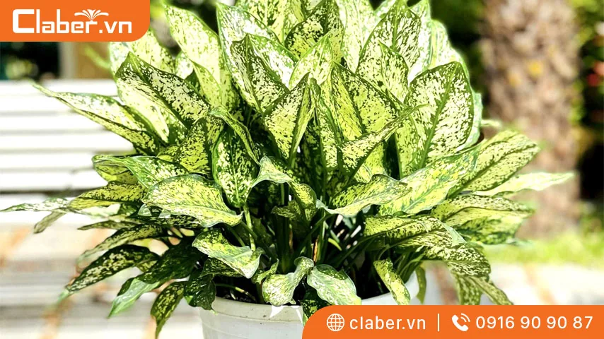 các loại cây trồng trong nhà