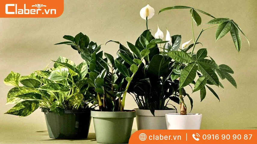các loại cây trồng trong nhà