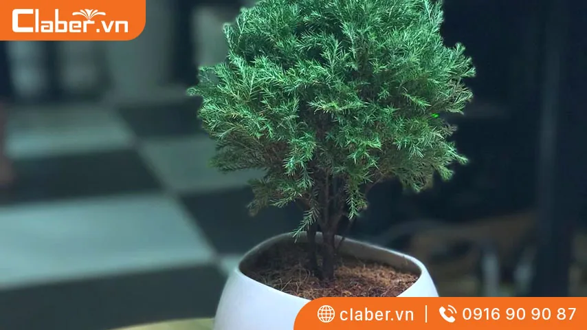 Chọn cây cảnh trong nhà theo Tuổi Dần
