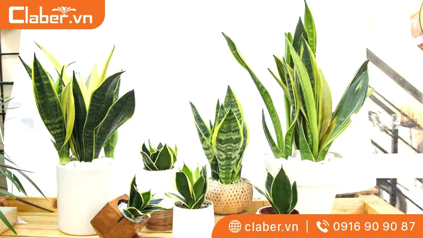 Chọn cây cảnh trong nhà theo Tuổi Thìn