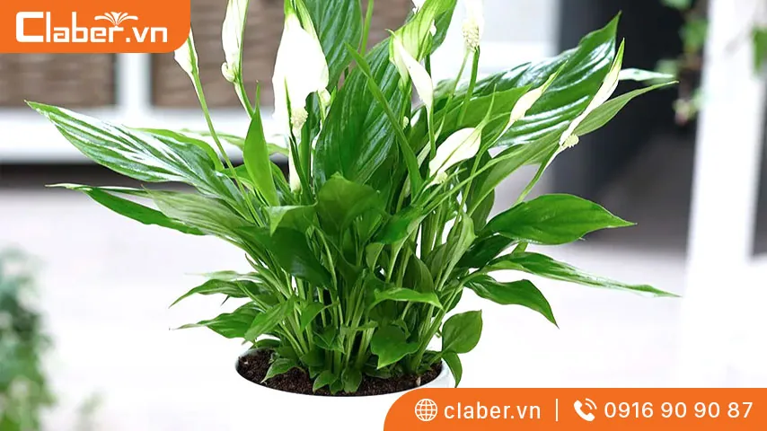 Tác dụng không ngờ của cây trồng trong nhà không cần ánh sáng