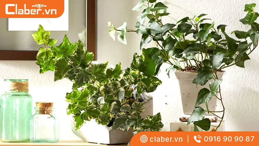Cây trồng trong nhà không cần ánh sáng