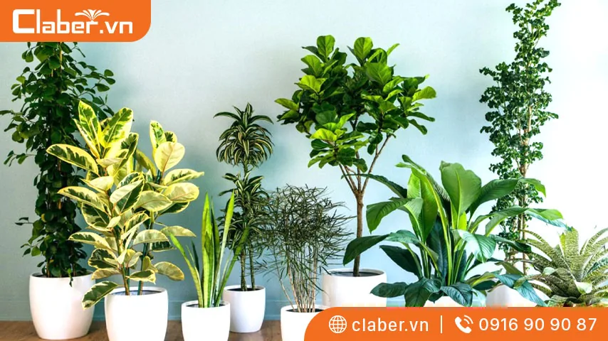 Cây trồng trong nhà không cần ánh sáng