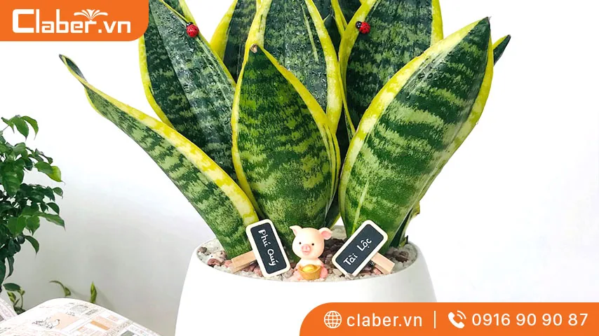 Cây trồng trong nhà không cần ánh sáng