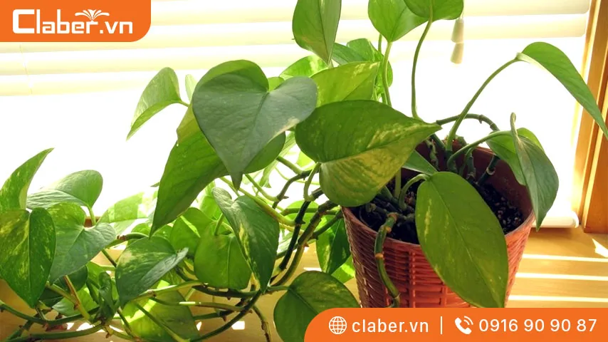 Cây trồng trong nhà không cần ánh sáng