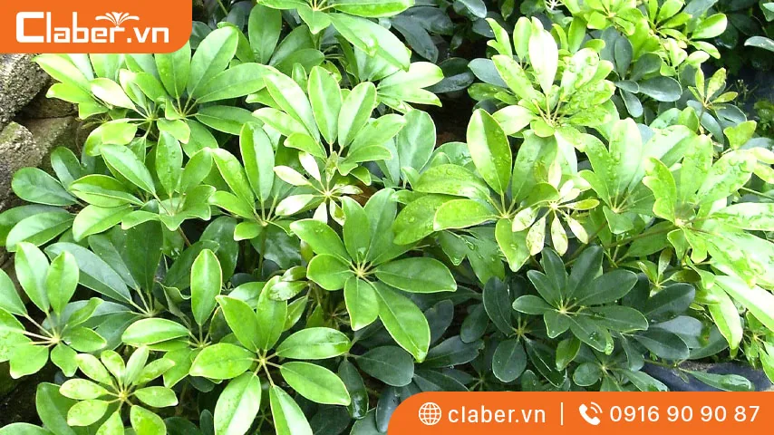 Cây trồng trong nhà không cần ánh sáng