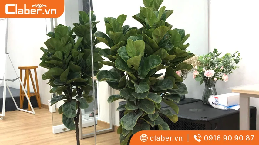 Cây trồng trong nhà không cần ánh sáng