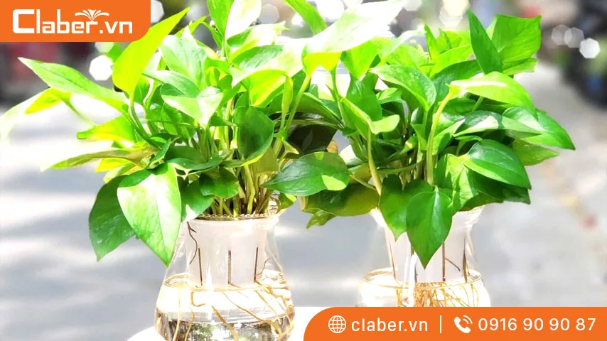 Cây trồng trong nhà không cần ánh sáng