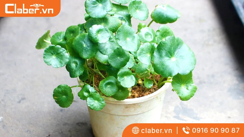 Cây trồng trong nhà không cần ánh sáng