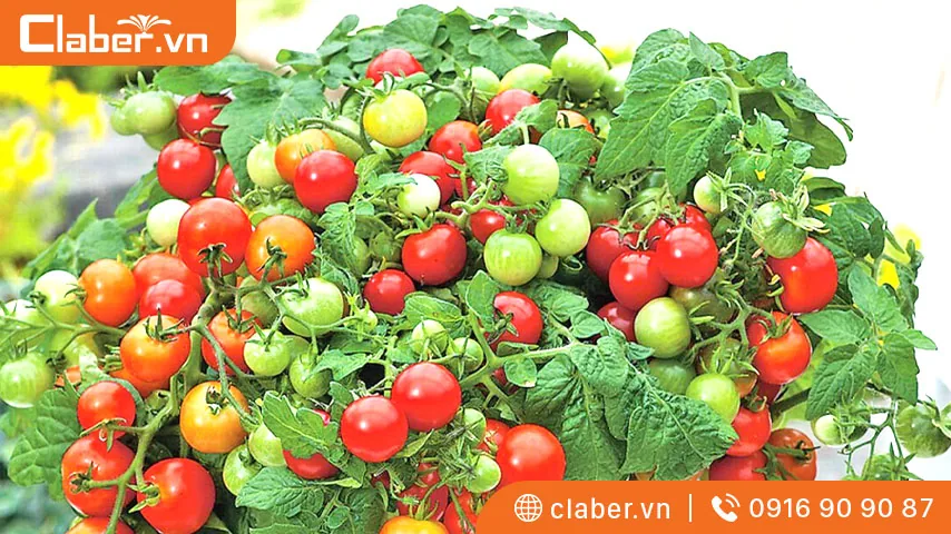 cách trồng cây cà chua 