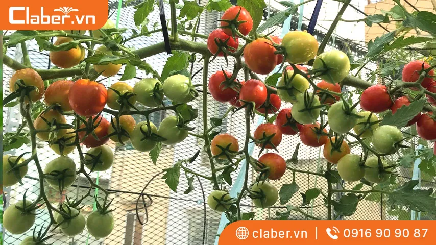 cách trồng cây cà chua