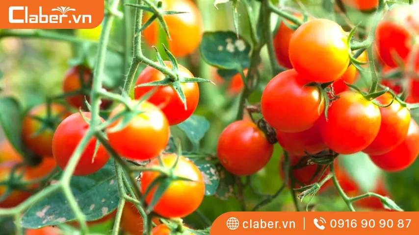 cách trồng cây cà chua