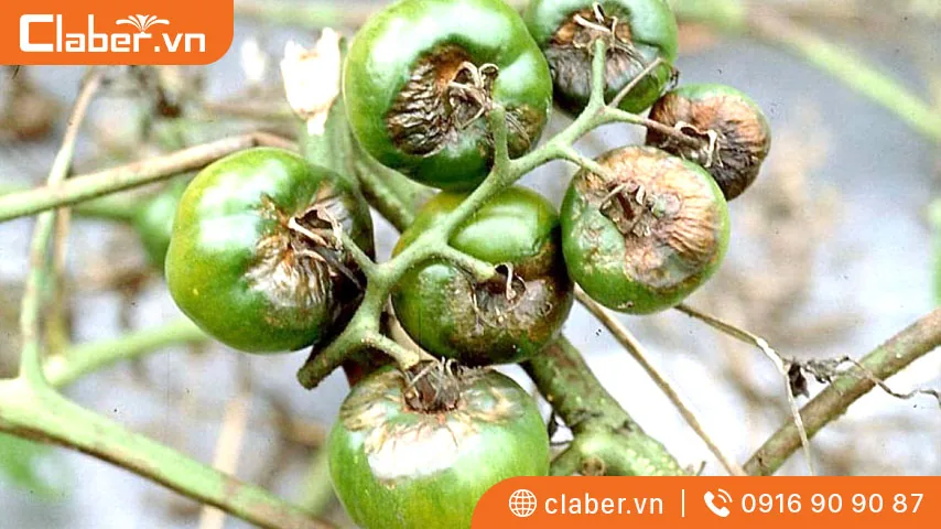 cách trồng cây cà chua