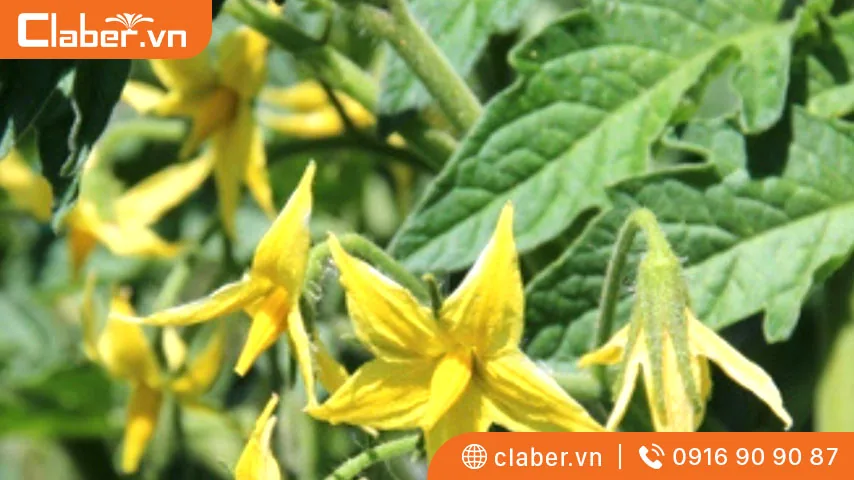 cách trồng cây cà chua