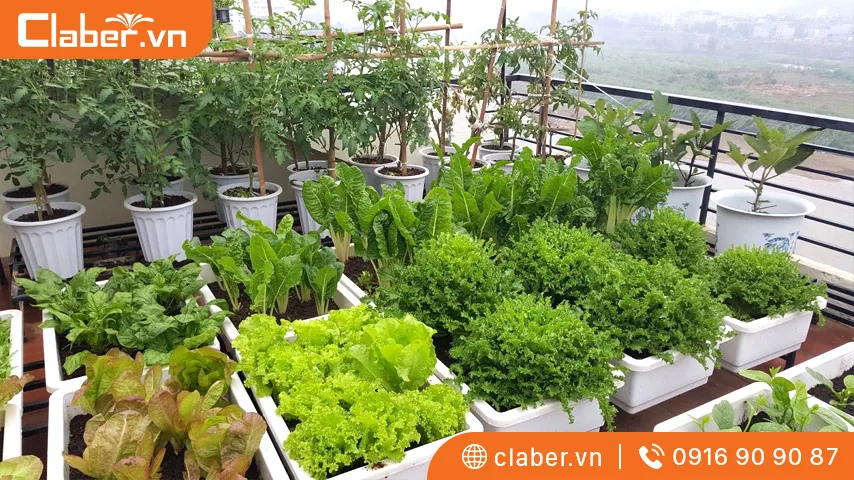 Trồng rau sạch