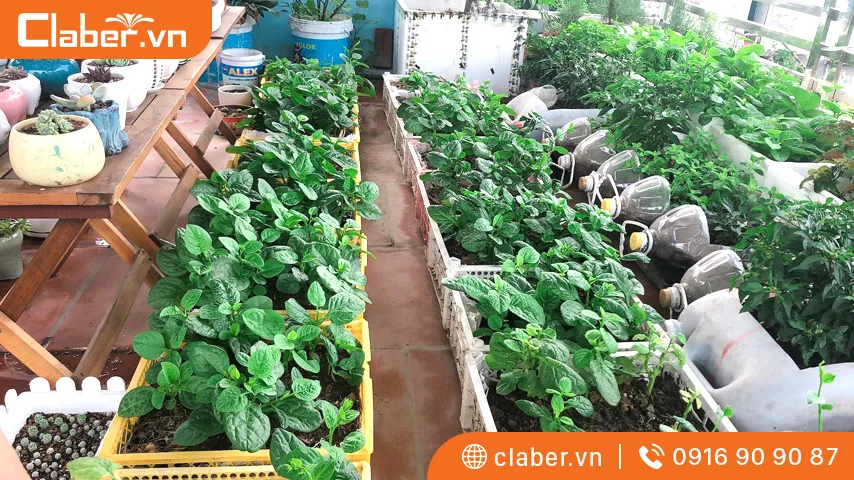 Trồng rau sạch