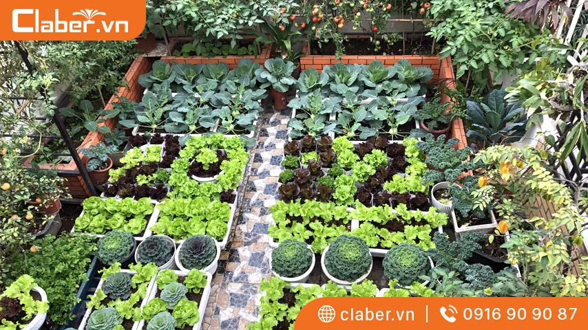 Trồng rau sạch tại nhà