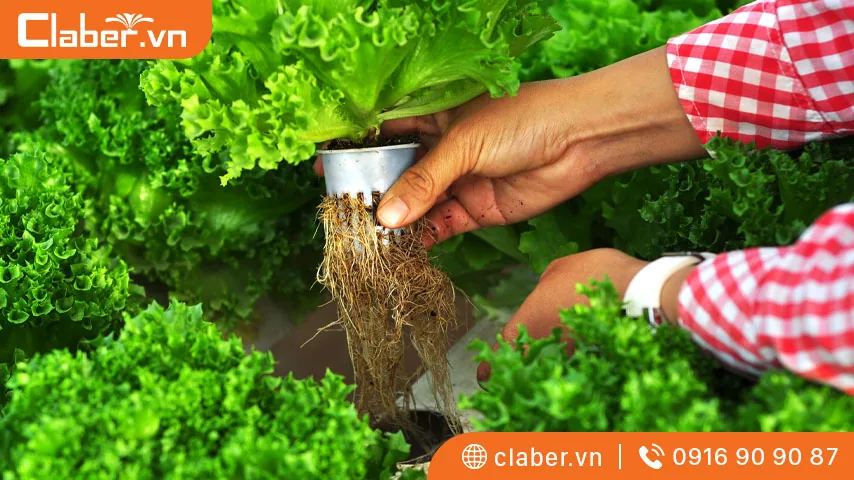 trồng rau thủy canh tại nhà