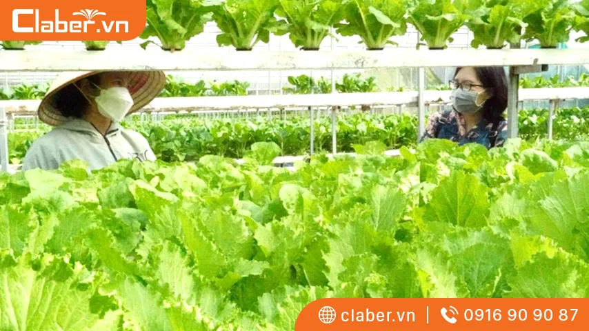 cách trồng rau thủy canh