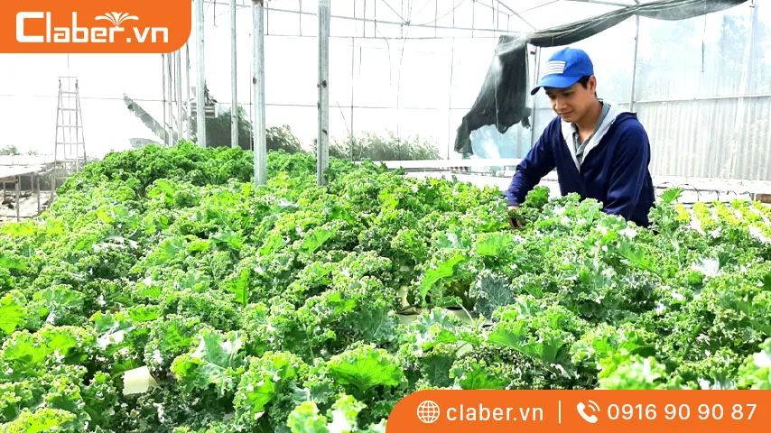 hướng dẫn trồng rau thủy canh