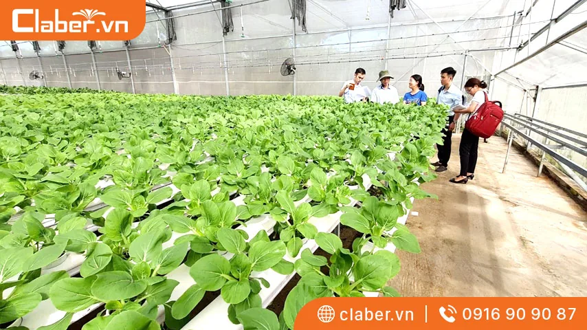 hướng dẫn trồng rau thủy canh