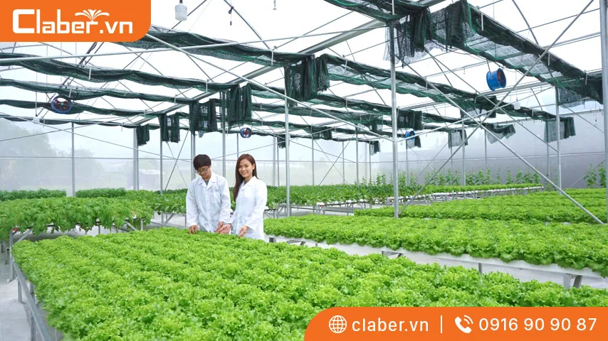 cách trồng rau thủy canh tại nhà