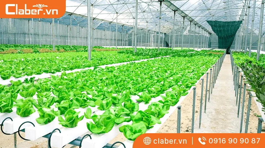 cách trồng rau thủy canh tại nhà