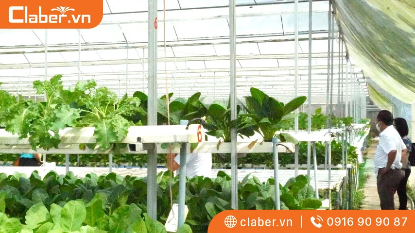 cách trồng rau thủy canh tại nhà