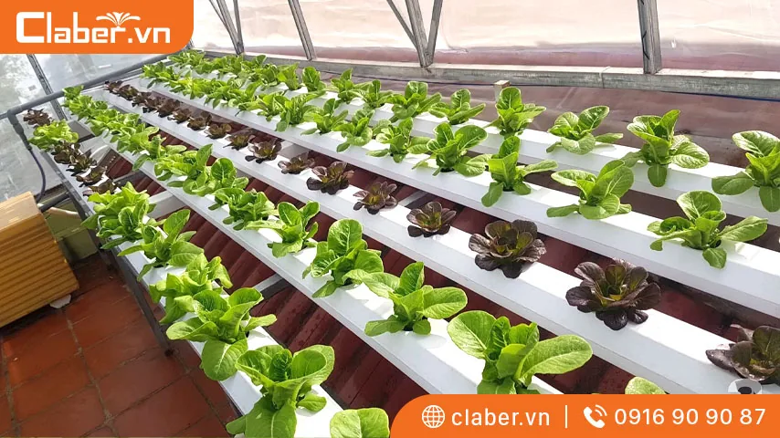cách trồng rau thủy canh tại nhà