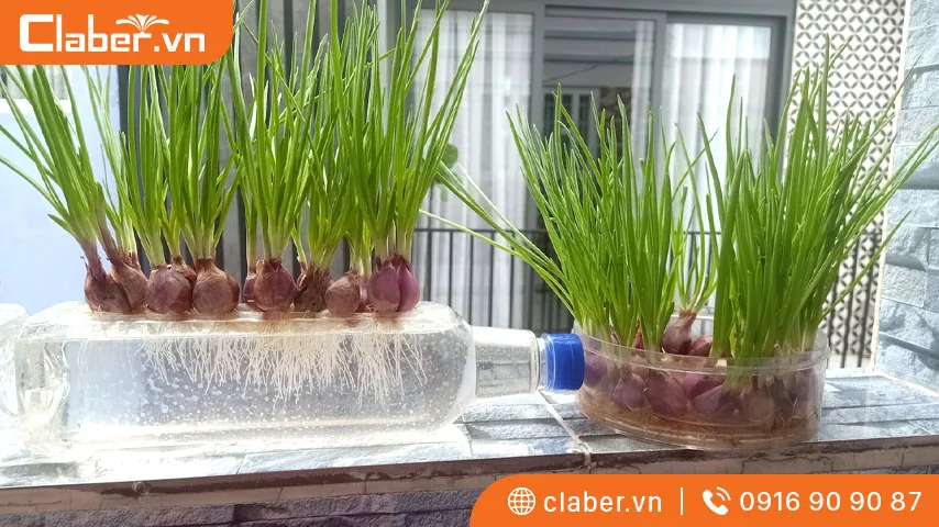 cách trồng hành lá
