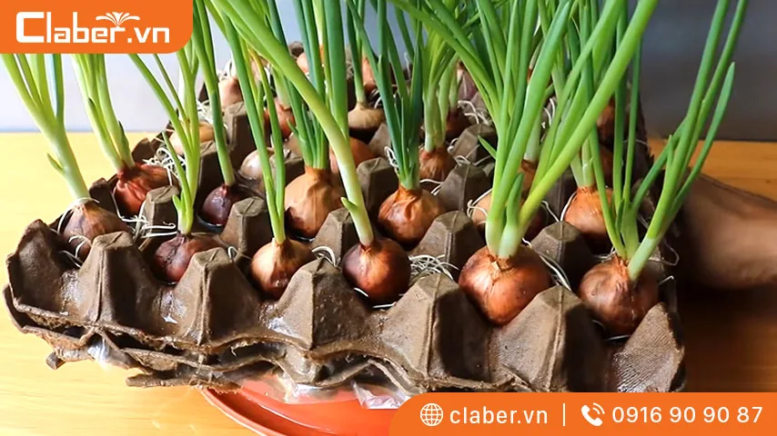 Chăm sóc hành lá tại nhà