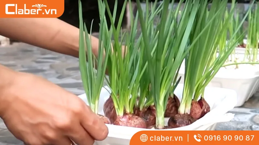 trồng hành lá đơn giản tại nhà