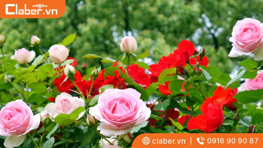 Cách chăm sóc hoa hồng
