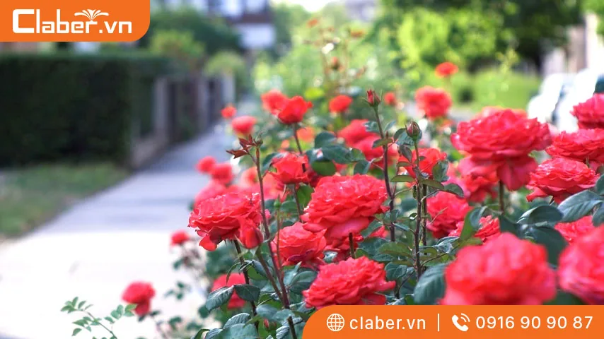 Cách chăm sóc hoa hồng