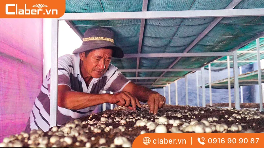 Điều kiện ấm nóng là môi trường lý tưởng nhất để nấm rơm phát triển