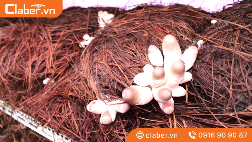 Trước khi trồng nấm rơm cần lựa chọn những vật liệu trồng nấm