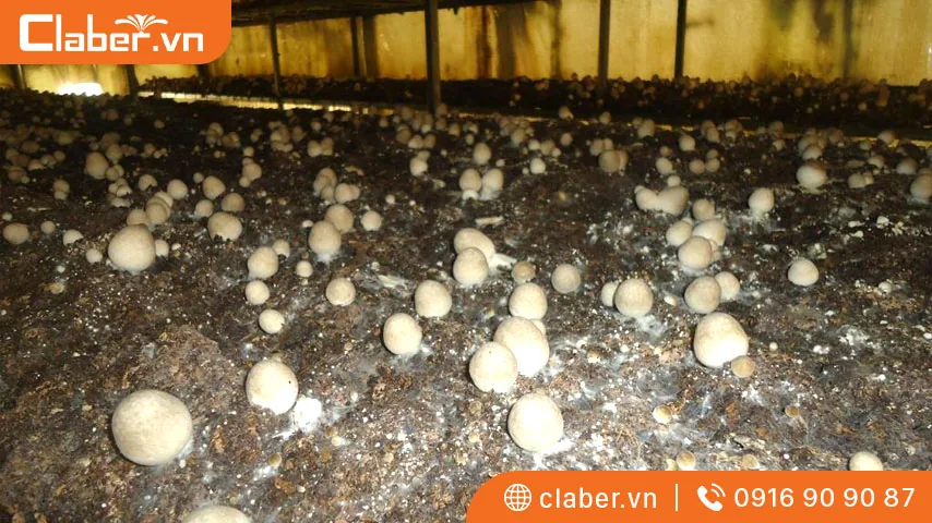 Tổng hợp 3 bước trồng nấm rơm hiệu quả