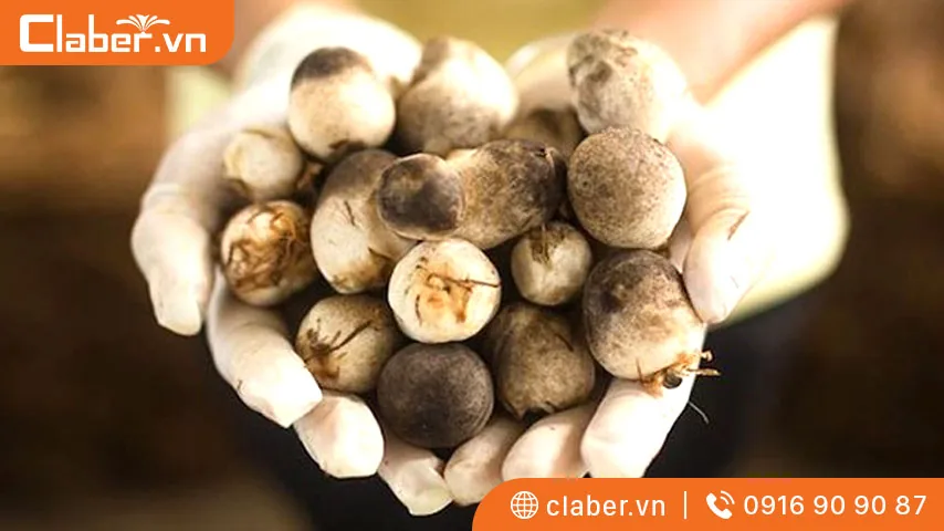Kỹ thuật chăm sóc nấm rơm hiệu quả