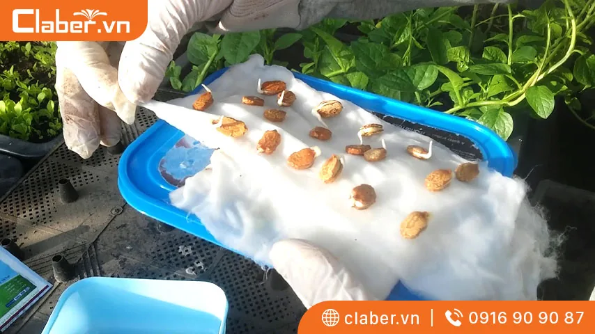 có mấy cách xử lý hạt giống