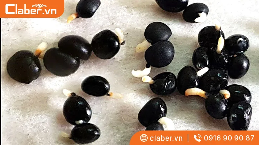 có mấy phương pháp xử lý hạt giống