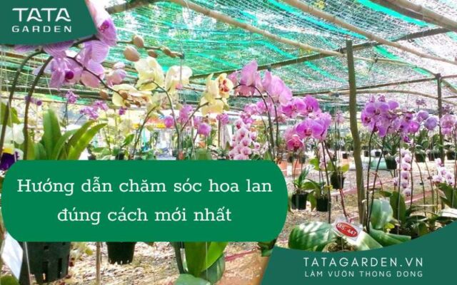 Cách chăm sóc hoa lan đúng cách mới nhất