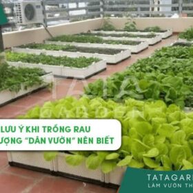 Những lưu ý khi trồng rau trên sân thượng “dân vườn” nên biết